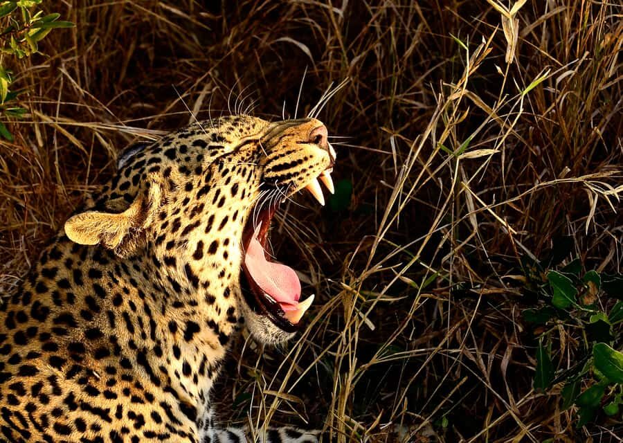 From Richards Bay: Hluhluwe Imfolozi Game Reserve Day Trip - Closed, air-conditioned safari comfort (and what to plan for)