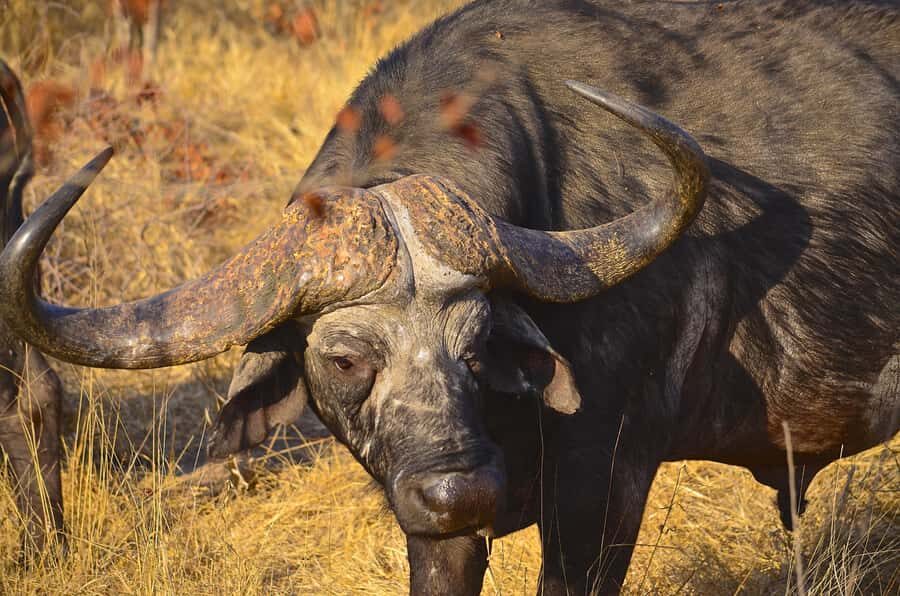 From Richards Bay: Hluhluwe Imfolozi Game Reserve Day Trip - The 6-hour schedule: a safari sprint from Richards Bay