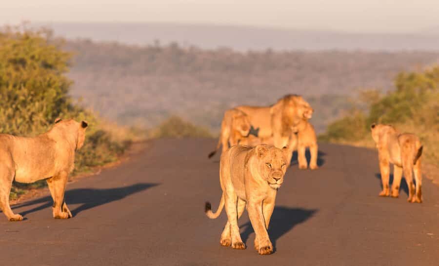 From St Lucia: 3 Day 2 Night Hluhluwe,St Lucia, iSimangaliso - Key Points You’ll Care About (Before You Go)
