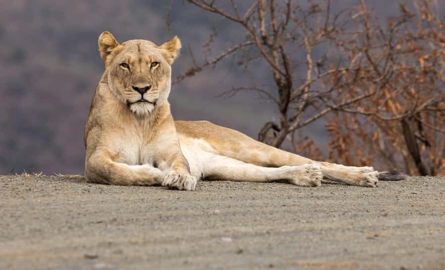 From St Lucia: Big 5 Safari in the Hluhluwe-Imfolozi Park - The Open Safari Vehicle and the Six-Guest Advantage