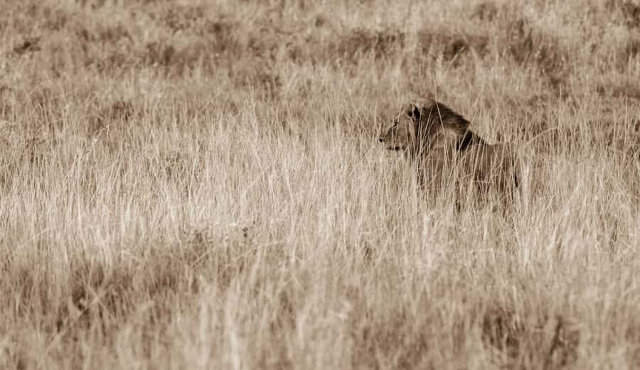 From St Lucia: Big 5 Safari in the Hluhluwe-Imfolozi Park - Eight Hours of Game Drive: How You Actually Spot More Animals