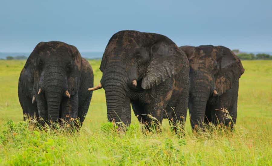 From St Lucia: Cape Vidal Full-Day Snorkeling Safari - iSimangaliso Wetland Park and Cape Vidal: why this combo is special