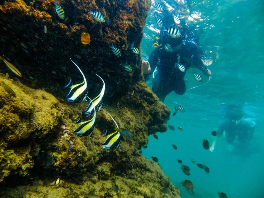 From St Lucia: Cape Vidal Full-Day Snorkeling Safari - What you’ll look for on the game drive: big mammals and real habitat