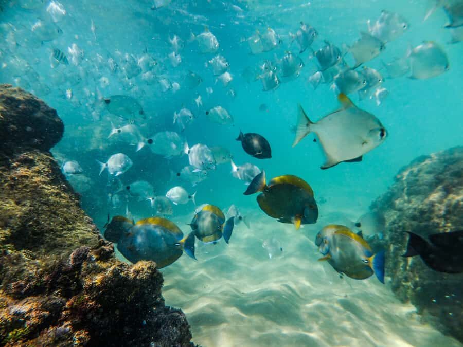 From St Lucia: Cape Vidal Full-Day Snorkeling Safari - Breakfast, braai lunch, and the “comfort wins” details