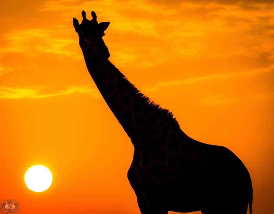 From St Lucia: iSimangaliso Sunset Safari - The moment the light shifts: panoramic views and nocturnal timing