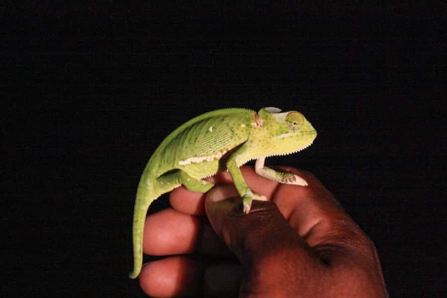 From St Lucia: iSimangaliso Wetland Park Night Drive Safari - Quick take: what matters most on this night drive