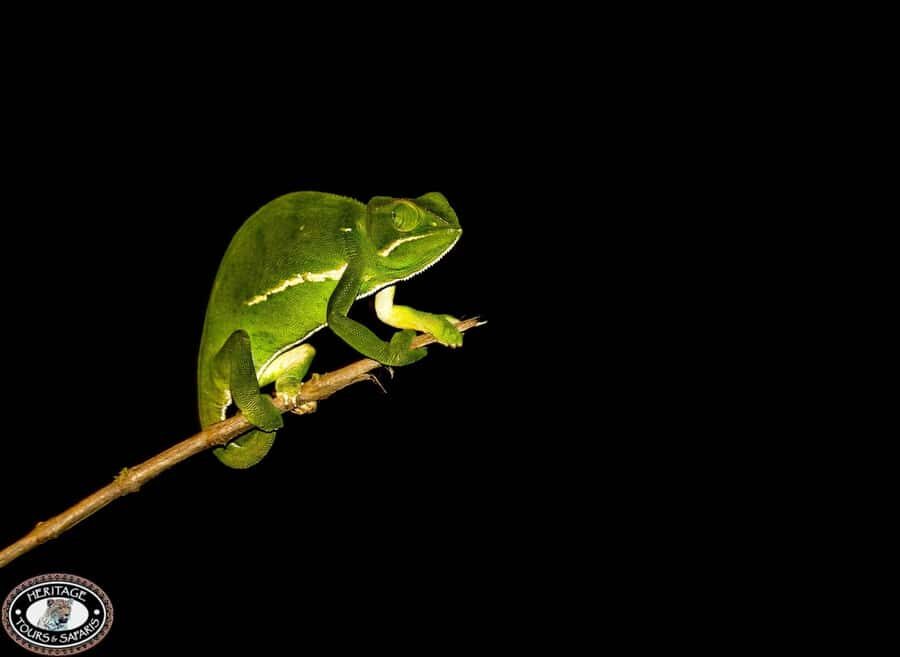 From St Lucia: iSimangaliso Wetland Park Night Drive Safari - Nocturnal mammals: bush babies and aardvarks on the hunt list
