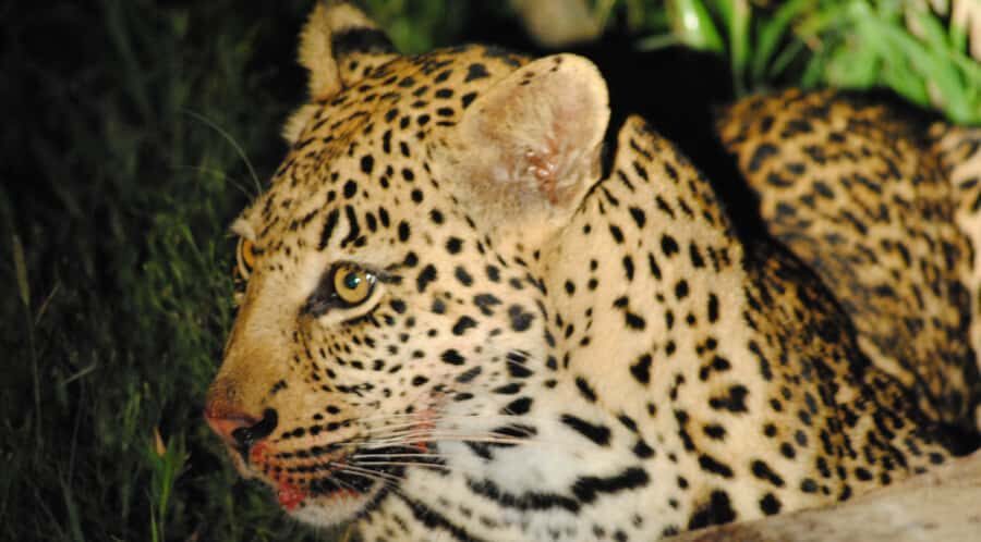 From St Lucia: iSimangaliso Wetland Park Night Drive Safari - Water giants and close-up drama: crocodiles, hippos, and birdlife