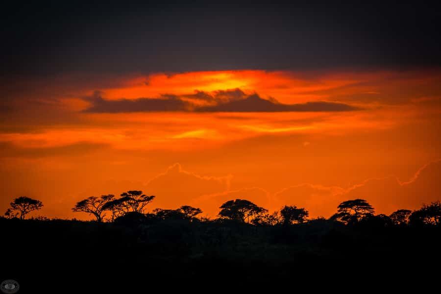 From St Lucia: iSimangaliso Wetland Park Night Drive Safari - Moonlight, elephants, and the soundtrack of buffalo