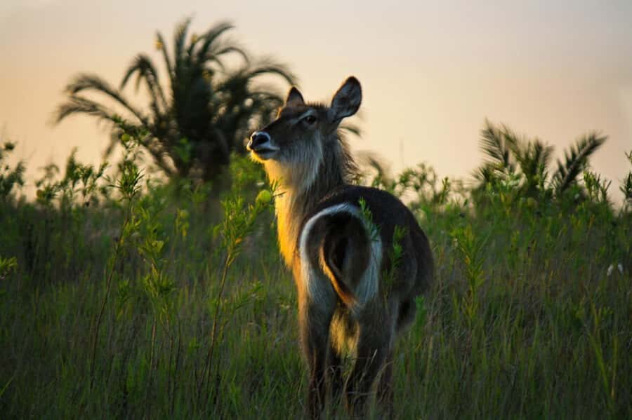 From St Lucia: iSimangaliso Wetland Park Night Drive Safari - Night sky breaks: constellations while you wait