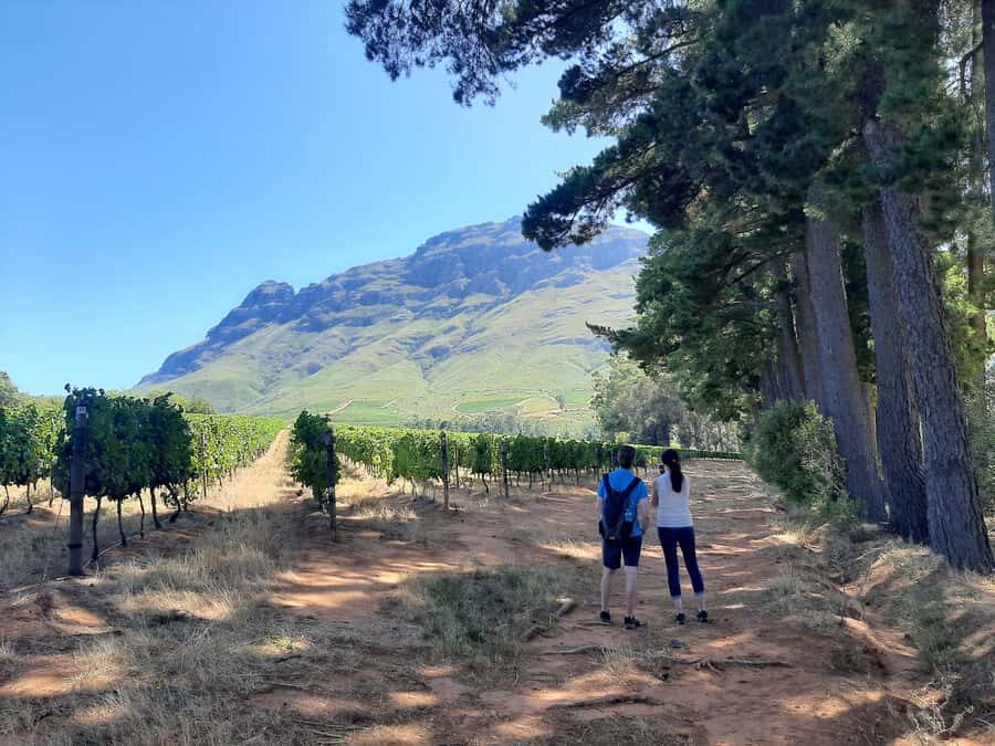From Stellenbosch: Stellenbosch Guided Vineyard Walk - Key highlights that matter on this Stellenbosch walk