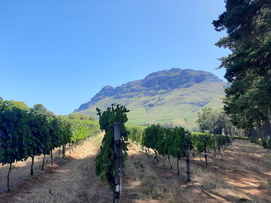 From Stellenbosch: Stellenbosch Guided Vineyard Walk - Starting at Zorgvliet Lodge: how you’ll actually begin