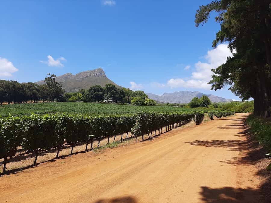 From Stellenbosch: Stellenbosch Guided Vineyard Walk - Cabernet Sauvignon vs Pinot Noir: learn it where it grows