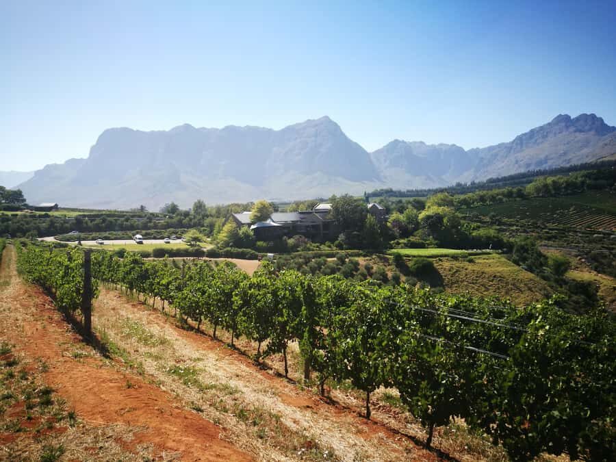 From Stellenbosch: Stellenbosch Guided Vineyard Walk - Two winery visits: comparison beats one-stop shopping
