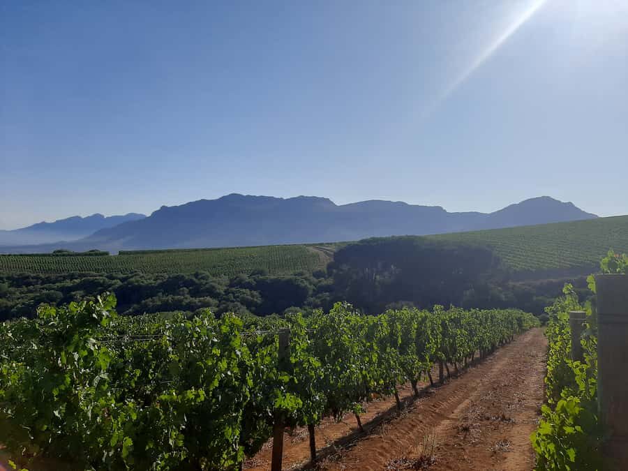 From Stellenbosch: Stellenbosch Guided Vineyard Walk - Should you book this guided vineyard walk?
