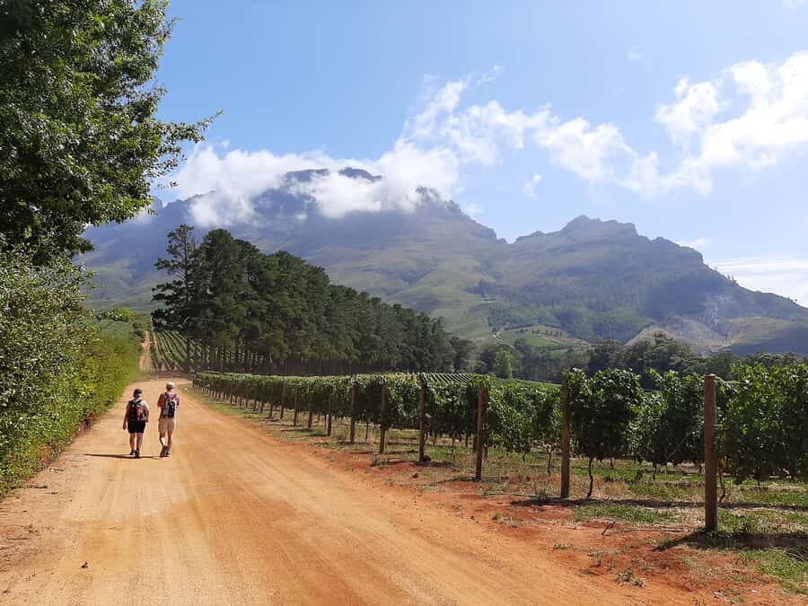 From Stellenbosch: Stellenbosch Guided Vineyard Walk - A 5-hour rhythm through working vineyards and two wineries