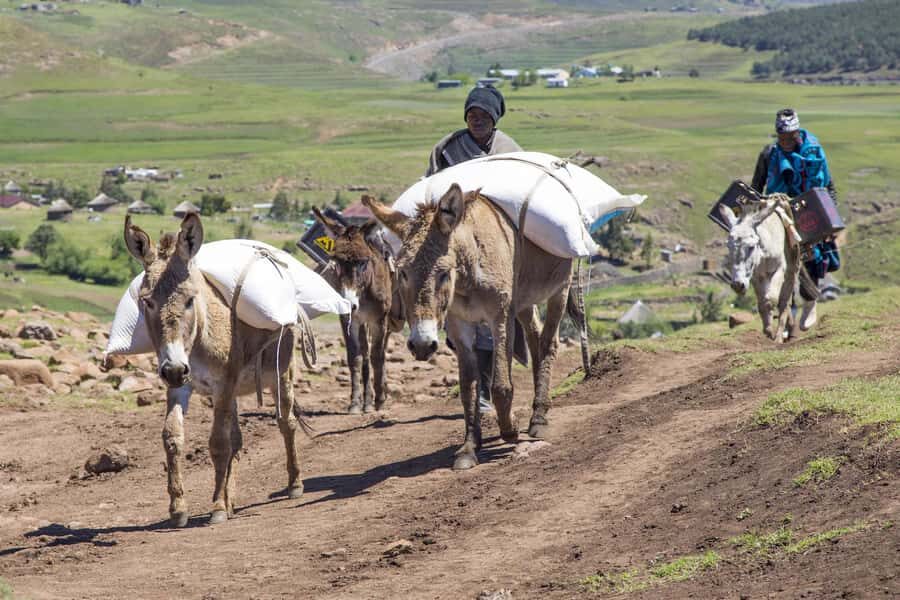 From Underberg: Extended Lesotho Day Tour - 9.5hrs - Black Mountain and Thabana Ntlenyana: the altitude moment