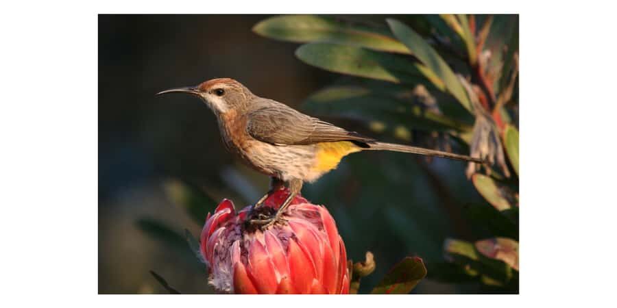 From Underberg: Sani Pass Birding Tour with Birding Guide - Why Sani Pass is a birder’s shortcut to Drakensberg endemics