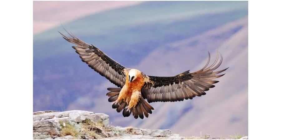 From Underberg: Sani Pass Birding Tour with Birding Guide - Getting There: 4x4 Pickup from Himeville to Lesotho