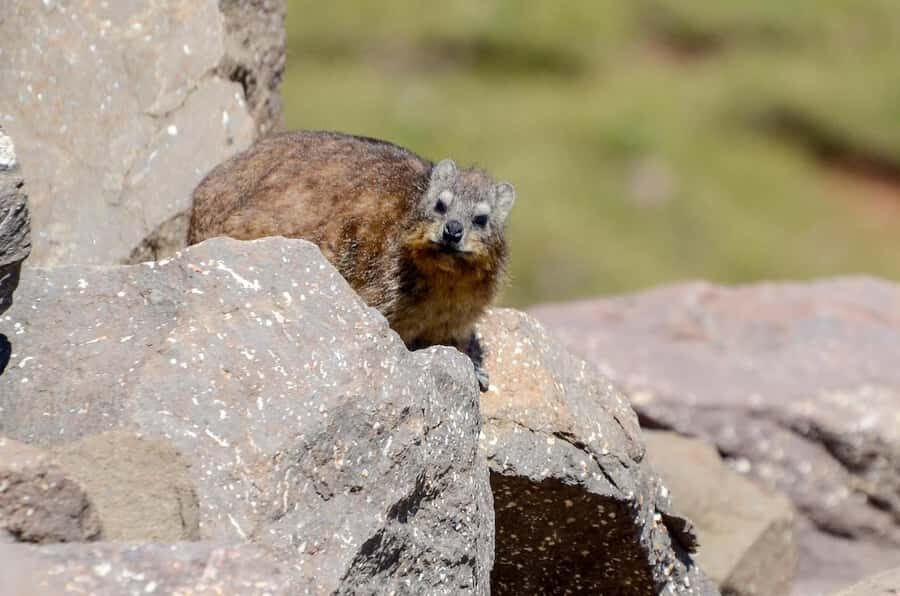 From Underberg: Sani Pass Private Day Tour - Why Sani Pass is a great private day (and not just a scenic drive)