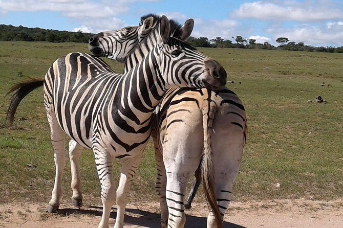 Full Day Addo Elephant National Park Safari wit BBQ:Thentic Tours - From Cruiseship Terminal to the Park Gates at 8:00 am