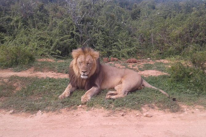 Full Day Addo Elephant National Park Safari wit BBQ:Thentic Tours - What You Can Expect to See in Addo (and Why It’s More Than Elephants)