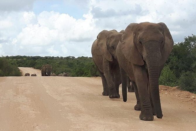 Full Day Addo Elephant National Park Safari wit BBQ:Thentic Tours - Group Size and Mobile Tickets: Easy Day, Clear Control