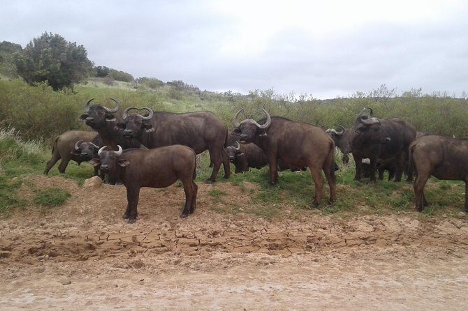 Full Day Addo Elephant National Park Safari wit BBQ:Thentic Tours - How the Guide Turns “Sightings” Into a Real Safari Day