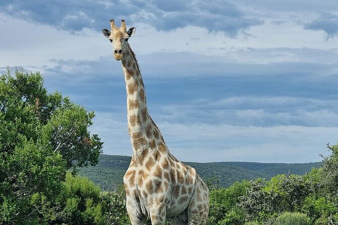 Full-Day Addo Elephant Park & Giraffe Walk - Getting from Port Elizabeth to Addo: the “start right” advantage