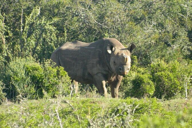 Full-Day Addo Elephant Park & Giraffe Walk - What to watch for: timing, vehicle comfort, and wild-animal expectations