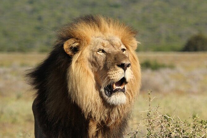 Full-Day Addo Elephant Park & Giraffe Walk - Lunch inside Addo: braai breaks that keep your energy steady