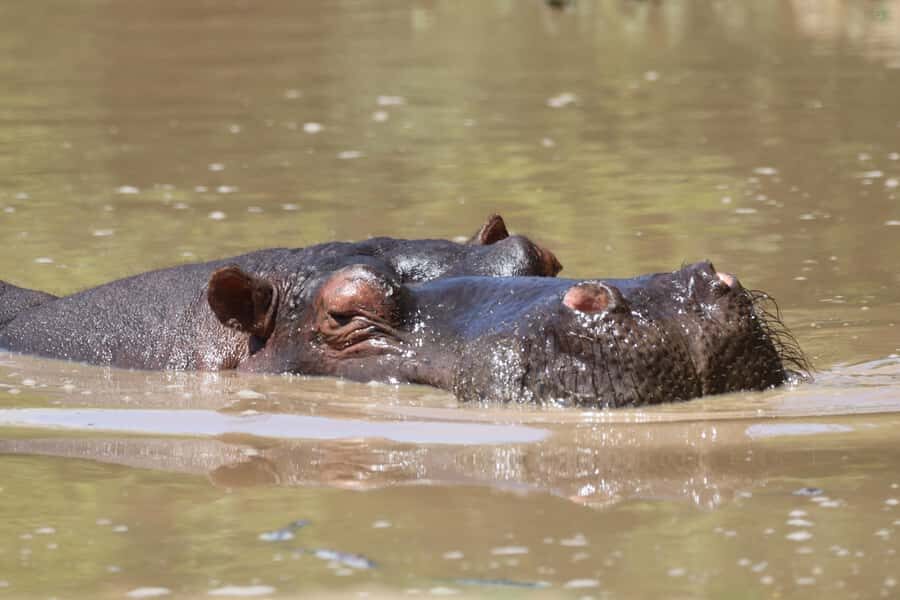 Full-Day Addo Park & Schotia Game Reserve (Open 4x4 vehicle) - Key things to know before you go