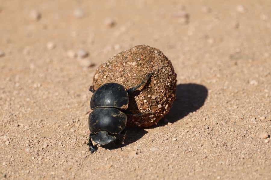 Full-Day Addo Park & Schotia Game Reserve (Open 4x4 vehicle) - FAQ