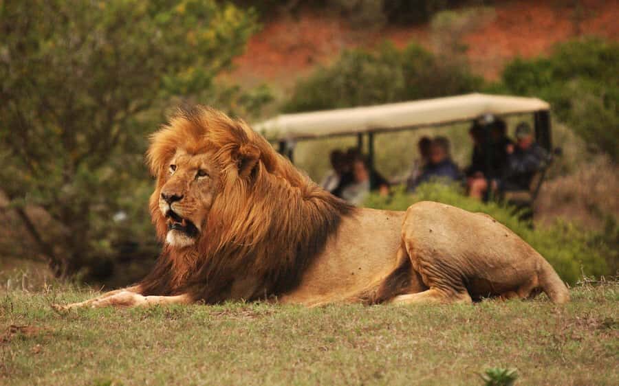 Full-Day Addo Park & Schotia Game Reserve (Open 4x4 vehicle) - Big 5 in two reserves: Addo plus Schotia in one long day