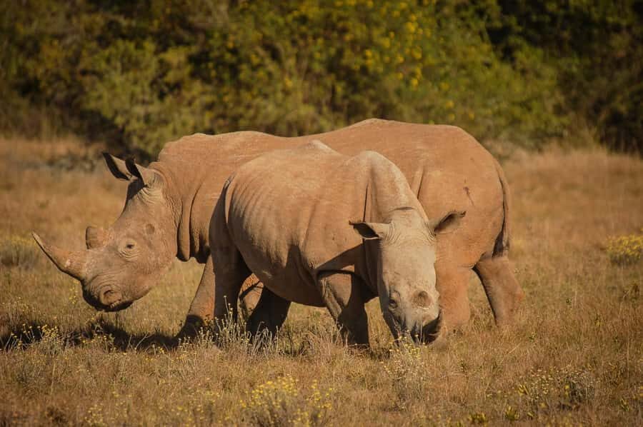 Full-Day Addo Park & Schotia Game Reserve (Open 4x4 vehicle) - Lunch inside Addo: break without losing the rhythm