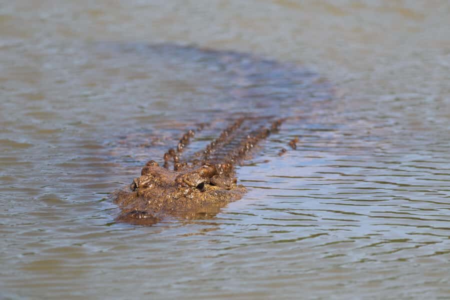 Full-Day Addo Park & Schotia Game Reserve (Open 4x4 vehicle) - Schotia Safaris in an open 4x4: how the sightings usually work
