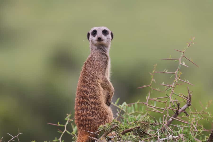 Full-Day Addo Park & Schotia Game Reserve (Open 4x4 vehicle) - Guides and the small-group advantage (Ryann and Riaan energy)