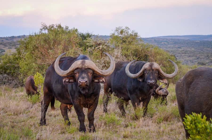 Full-Day Addo Park & Schotia Game Reserve (Open 4x4 vehicle) - What to bring, what to avoid, and how to plan your photos