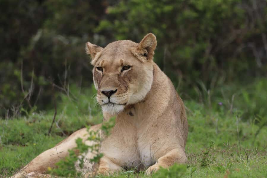 Full-Day Addo Park & Schotia Game Reserve (Open 4x4 vehicle) - Price and value: what $305 buys you in real terms