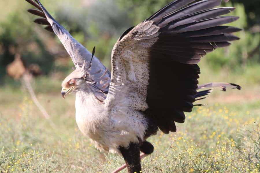 Full-Day Addo Park & Schotia Game Reserve (Open 4x4 vehicle) - Should you book this Addo and Schotia 4x4 safari?