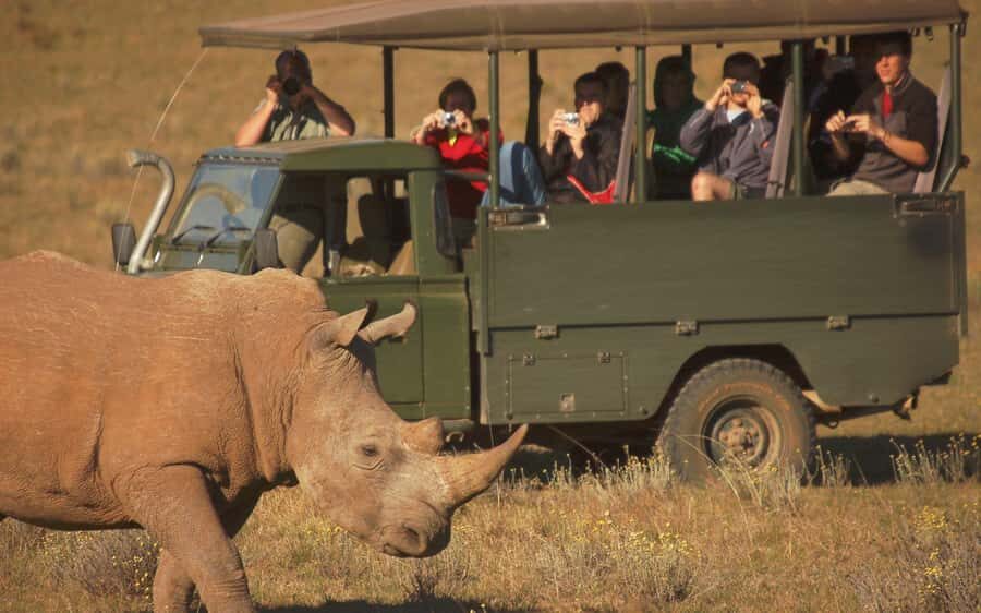 Full-Day Addo Park & Schotia Game Reserve (Open 4x4 vehicle) - Morning pickup and the 4-hour Addo game drive