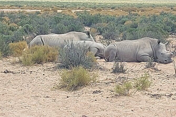 Full day Aquila Game Reserve Big 5 Safari with Wine Tasting Tour - Key reasons this tour works