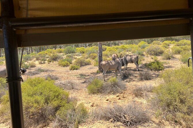 Full day Aquila Game Reserve Big 5 Safari with Wine Tasting Tour - The 8:30 start: how the day is paced from Cape Town
