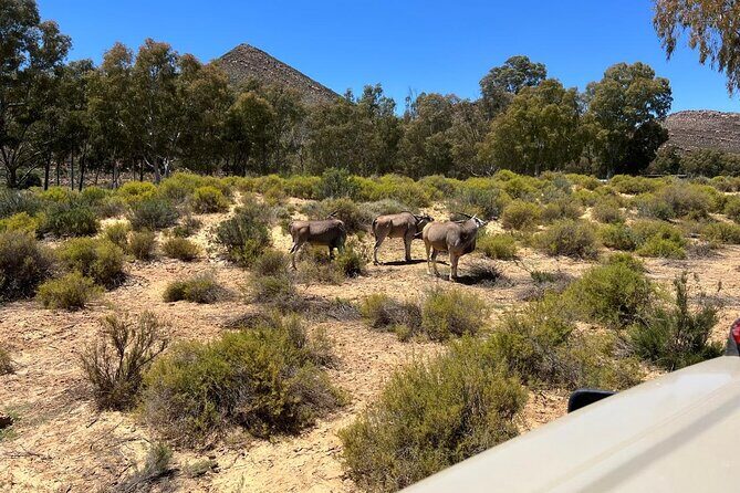 Full day Aquila Game Reserve Big 5 Safari with Wine Tasting Tour - Fairview Wine Estate in Paarl: why the wine stop feels earned