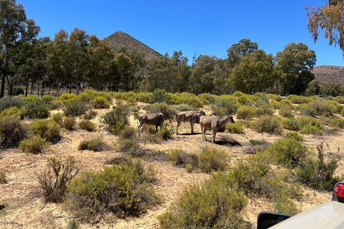 Full day Aquila Game Reserve Big 5 Safari with Wine Tasting Tour - What service feels like on the ground