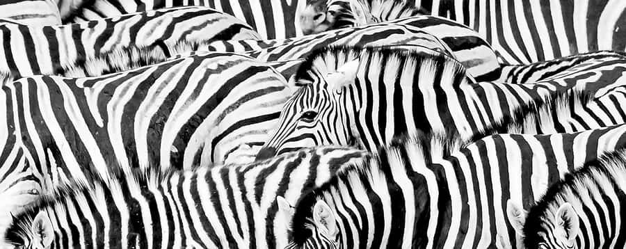 Full Day Aquila Safari (German) - The Karoo ride starts the safari mood