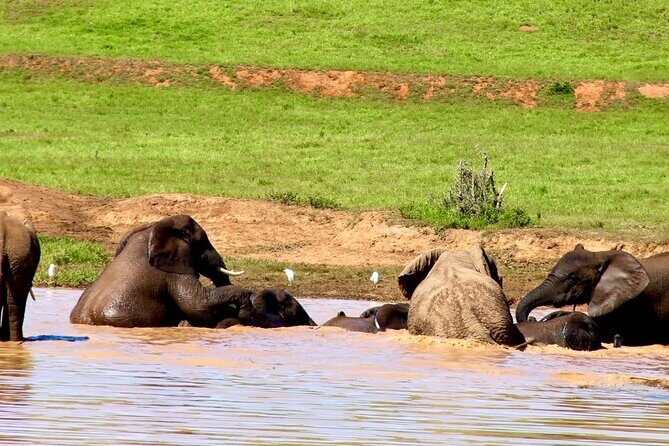 Full day big 5 addo Safari - Key things that make this Addo safari a smart choice