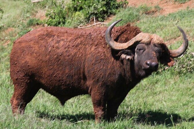Full day big 5 addo Safari - The conservation lessons you’ll actually use later