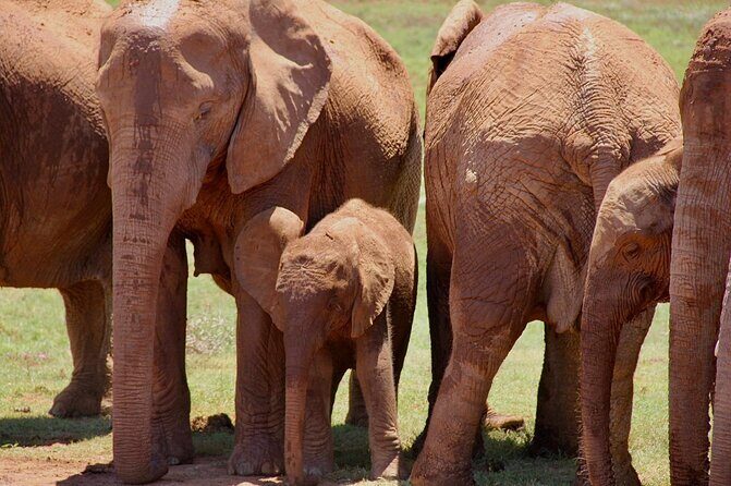 Full day big 5 addo Safari - Comfort, group size, and the practical details that matter