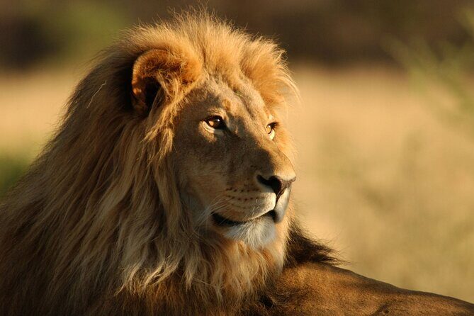 Full Day Big 5 Aquila Safari Private Transfers Including Park Fee From Cape Town - Key things to know before you go